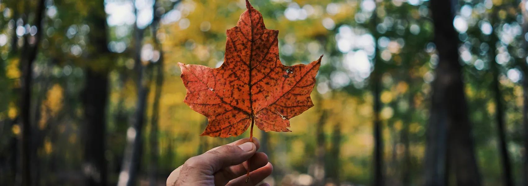 Photo by Guillaume Jaillet on Unsplash